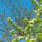 Flowering branch of pear. Selective focus