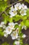 Flowering branch of pear tree