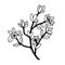 Flowering branch of the Purslane plant. Vector stock illustration eps10.