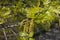 Flowering branch of Quercus rubra in spring