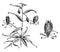 Flowering Branch and Single Flower of Gloriosa Superba vintage illustration