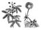Flowering Branch, Single Flower Head, and Leaf of Mimosa Pudica vintage illustration
