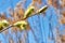 Flowering branch in the spring on the background of reeds. Blooming tree willow near the lake cane. Buds on a tree branch near the