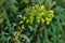 Flowering branch tip decorative Spurge plant, latin name Euphorbia, possibly Euphorbia Grandis or Wulfenii