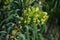 Flowering branch tip decorative Spurge plant, latin name Euphorbia, possibly Euphorbia Grandis or Wulfenii