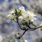 Flowering branch tree symbol of the coming spring