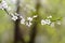 Flowering branch, tree with white blossoms and green leaves on a blurry pastel background