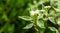 Flowering branch of variegated shrub variegated Cornus alba Elegantissima or Swidina white on blurred dark