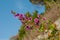 Flowering branch of wild purple Mallow