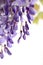 Flowering branch of wisteria, on white, detail