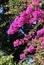 A flowering branches of bougainvillea