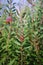 Flowering branches of callistemon bushes