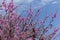 Flowering branches of Cercis canadensis against blue sky