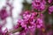 Flowering branches cersis juda tree pink bloom