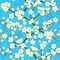 Flowering branches of cherry blossoms on sky background