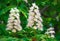 Flowering branches of chestnut (Aesculus hippocastanum)