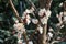 Flowering branches of the  Columnar Apricot `Sweety` tree in the garden in April. Berlin, Germany