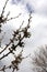 Flowering branches of a Dwarf Rainier Cherry tree on a cloudy, spring day