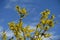 Flowering branches of forsythia against blue sky in March