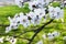 Flowering branches of a fruit tree. Close-up. Green background. Spring flowering. Flower buds. White petals
