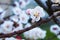 Flowering branches of a fruit tree. Close-up. Spring flowering. Flower buds. White petals