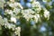 Flowering branches of hawthorn. The first spring greensh. Spring sunny day