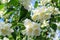 Flowering branches of jasmine after the rain in the summer morning.