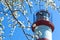 Flowering branches, lighthouse, navigational, tower light, red / white tower, signaling equipment