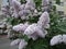 Flowering branches on lilac bushes