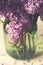 Flowering branches of lilac in a glass jar