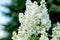 Flowering branches of lilac in the spring garden