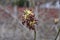 Flowering branches of the Maple Ash, Acer negundo