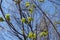 Flowering branches of Norway maple against blue sky in spring