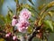 Flowering branches of an sakura tree