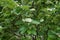 Flowering branches of Sorbus aria tree in May