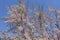 Flowering branches of Tamarix ramosissima against the sky