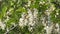 Flowering branches of white acacia in the wind