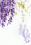 Flowering branches of wisteria, on white, blur
