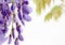 Flowering branches of wisteria, on white, blur