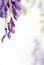 Flowering branches of wisteria, on white, blur