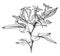 Flowering Branchlet of Jasminum Floridum vintage illustration