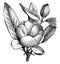 Flowering Branchlet of Magnolia Glauca vintage illustration