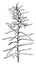 Flowering Branchlet of Myoporum Parvifolium vintage illustration