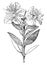 Flowering Branchlet of Myrtus Communis vintage illustration