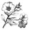 Flowering Branchlet of Nolana Paradoxa vintage illustration
