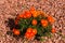 Flowering bright orange ice plant nature background