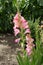 Flowering bright pink Gladiolus hortulanus