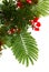 Flowering bright red  Delonix regia or flamboyant