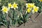 Flowering bright yellow narcissuses in the garden