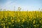 Flowering, bright yellow oilseed rape & x28;Brassica napus& x29; field.